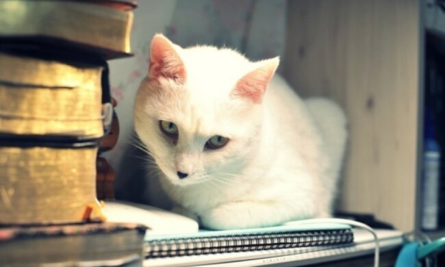 Das Mädchen suchte nach einer Katze, die keine Angst vor seinem Rollstuhl haben würde: dann fand es eine misstrauische streunende Katze