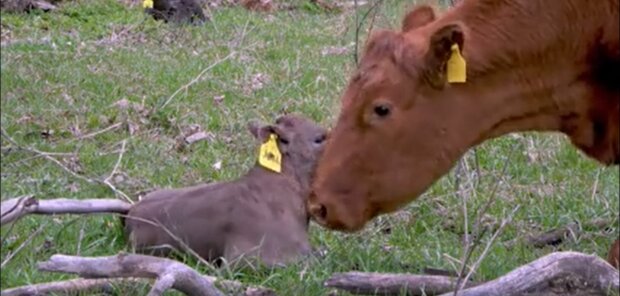 Kuh mit dem Baby. Quelle: Youtube Screenshot