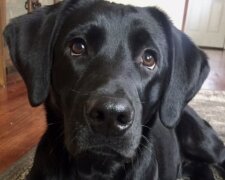 Ein schwarzer Labrador. Quelle: www. pets.сom