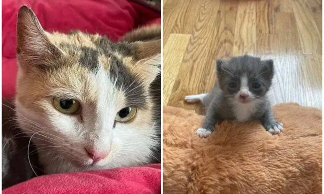 Lexi und Kenzo. Quelle: Screenshot Youtube