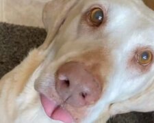 Eine Familie findet einen besonderen und einzigartigen Weg, ihren geliebten Hund zu ehren