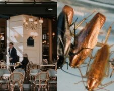 Unangenehme Überraschung: Tausend Kakerlaken wurden in einem Restaurant in Taiwan verstreut, Details