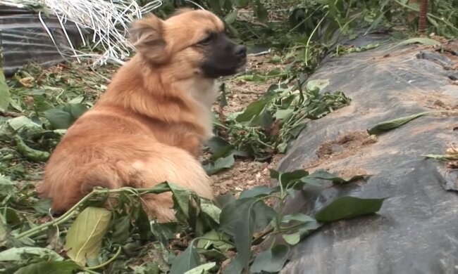 Ein Hund. Quelle: Youtube Screenshot