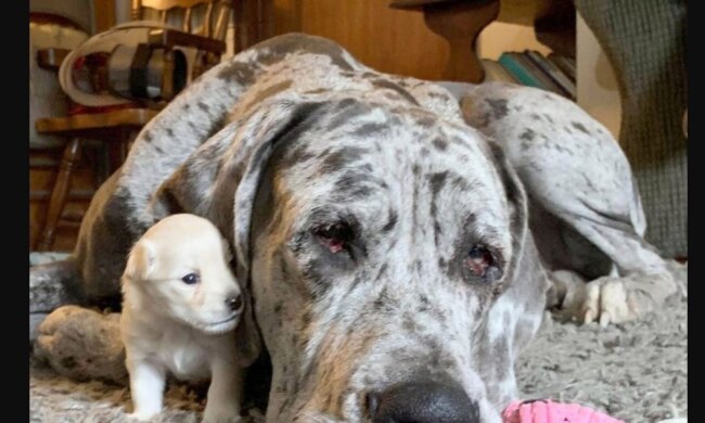 Deutsche Dogge und Chihuahua. Quelle: Screenshot