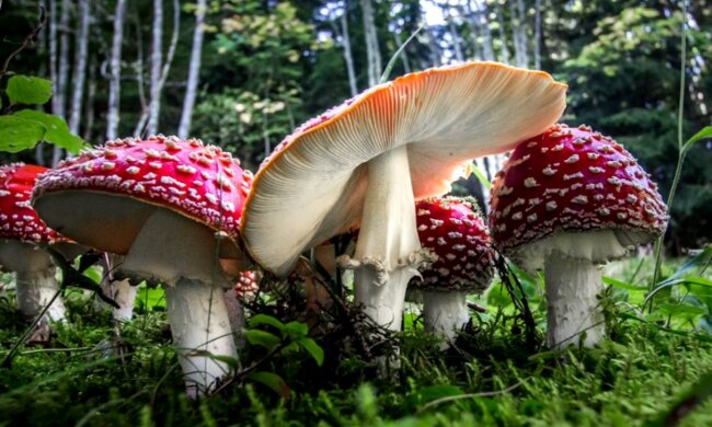 Imposantes Ländersymbol. Quelle: Screenshot YouTube