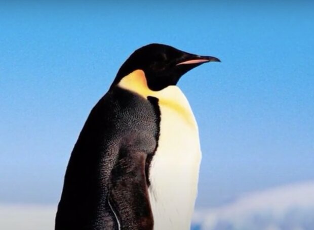 Pinguin. Quelle:  Screenshot YouTube