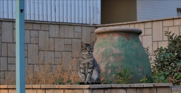 Nach dem chirurgischen Eingriff sieht die Katze anders aus, bleibt aber zuckersüß