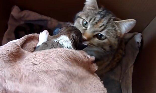 Katze und Welpe. Quelle: YouTube Screenshot