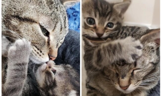 Katze Rose und ihr Kätzchen King. Quelle: Screenshot Youtube