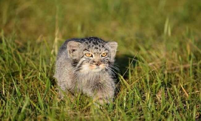 Das Kätzchen Manul wurde von Menschen beherbergt und wuchs in einer menschlichen Familie auf