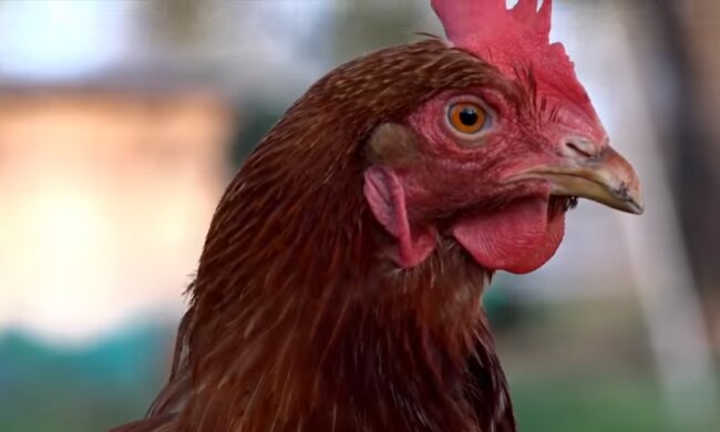 Die Henne.  Quelle: Screenshot YouTube