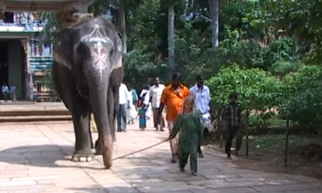 Kleiner Elefant rettete ein achtjähriges Mädchen: 12 Jahre später dankte ihm das Mädchen