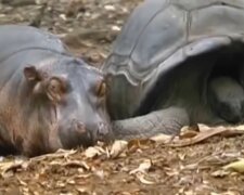 Nilpferd und Schildkröte. Quelle: Screenshot YouTube
