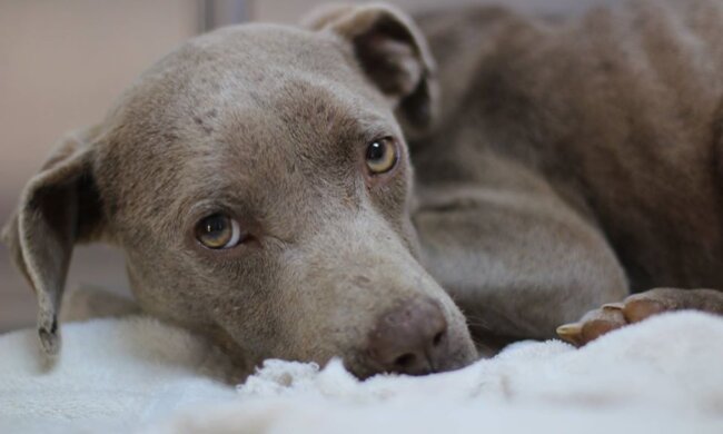 Der Tierarzt aß im gleichen Tiergehege mit dem Hund, um sein Leben zu retten