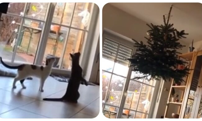 Katzen und Weihnachtsbaum. Quelle: petpop.com