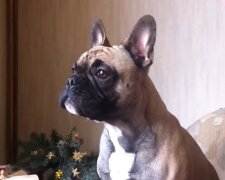 Französische Bulldogge. Quelle: Youtube Screenshot