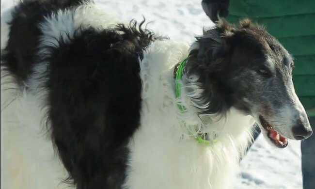 Therapiehund. Quelle: YouTube Screenshot