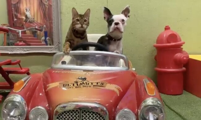 Katze und Hund. Quelle: Instagram.com