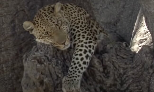 Leopard. Quelle: Screenshot YouTube