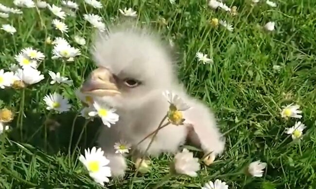 Adlerbaby. Quelle: Youtube Screenshot