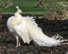 Wie eine Braut: schicker Albino-Pfau, der so aussieht, als ob er aus einer weißen Spitze gewebt wäre