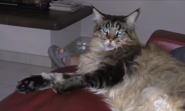 Die Riesenkatze. Quelle: Screenshot YouTube