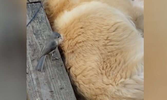 Mutiger Vogel. Quelle: YouTube Screenshot