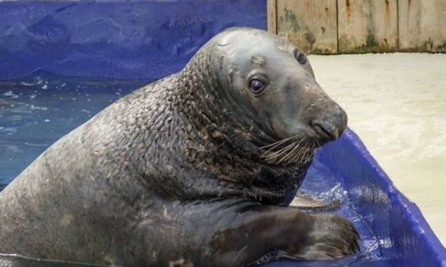 Dieser Seehund bekam einen riesigen Geburtstagskuchen: er feiert heute Geburtstag