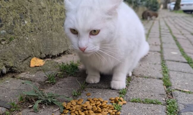 Unersetzliche Hilfe für obdachlose Tiere. Quelle: Screenshot YouTube
