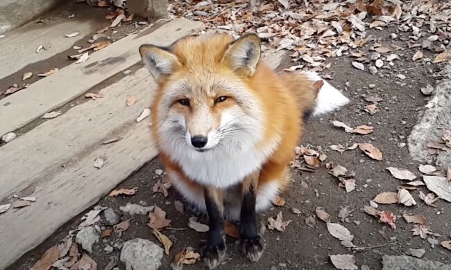 Fuchs. Quelle: Screenshot YouTube