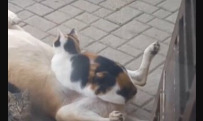 Eine Katze trifft einen streunenden Hund und findet ihn so bequem, dass sie sich auf ihm ausruht