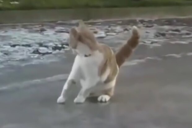 Katze war in einen Kanal gefallen. Quelle: Screenshot Youtube