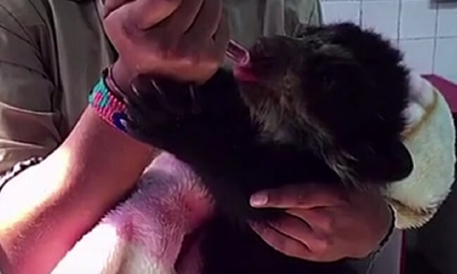 Es gibt viele gute Menschen: Wie nicht gleichgültige Menschen ein Bärenbaby retteten, das ohne Eltern blieb