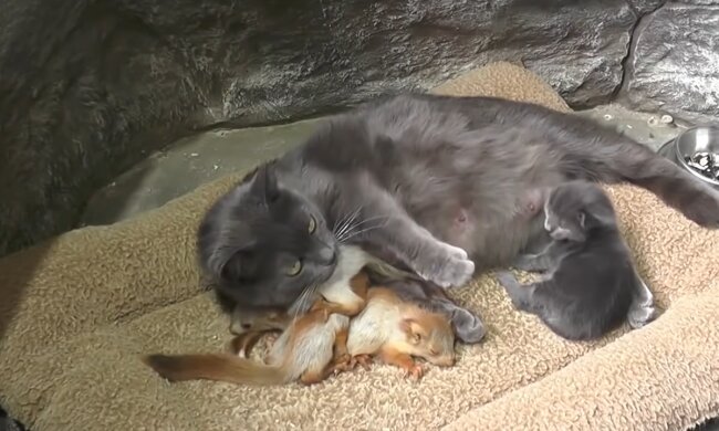 Katze Lisa und ihre Babys. Quelle: Screenshot Youtube