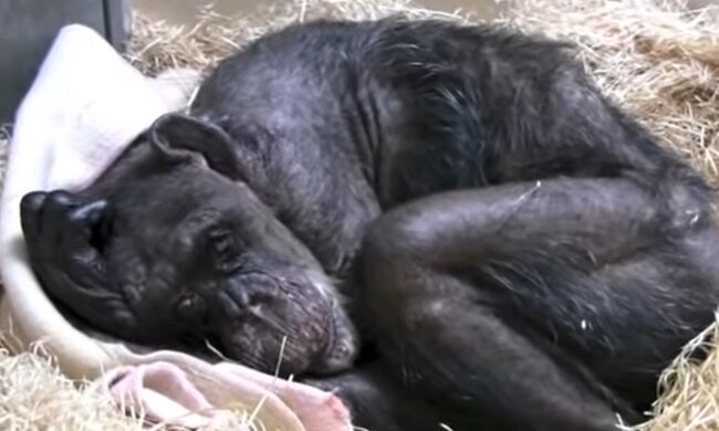 "Er streichelte seinen Kopf und umarmte ihn": wie ein alter Schimpanse sich freut, seinen guten Freund zu treffen