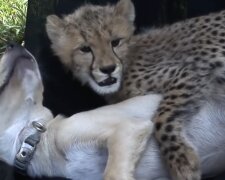 Gepard und Hund. Quelle: Screenshot YouTube