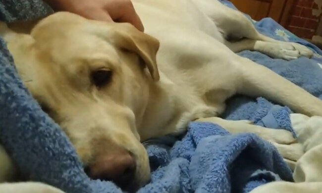 Verzweifeltes Familienmitglied. Quelle: Screenshot YouTube