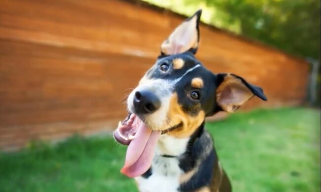 Die Gründe für diese Reaktion bei Hunden. Quelle: Screenshot YouTube