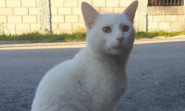 Ein obdachloser Kater bat eine Frau, ihm Futter zu kaufen und fand eine Familie