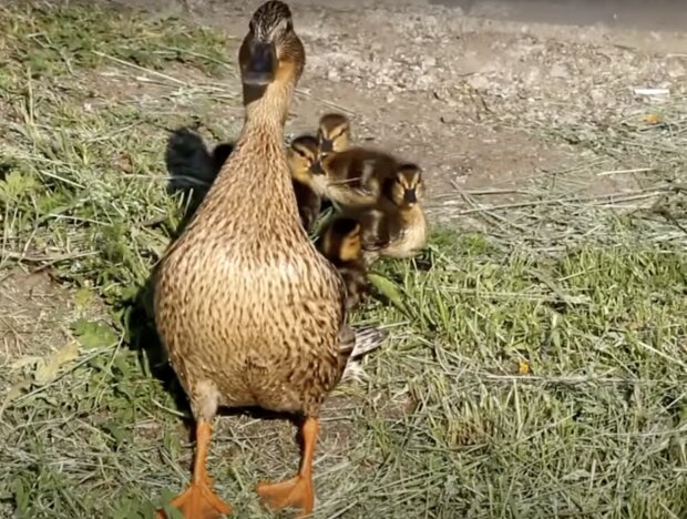 Ente und Küken. Quelle: Screenshot YouTube