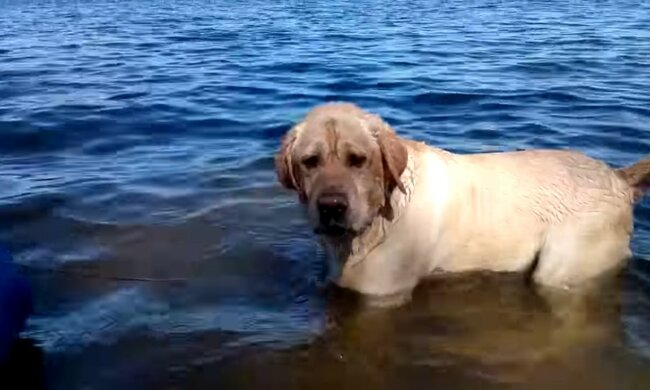 Der Hund, der den Wels geangelt hat. Quelle: Youtube Screenshot