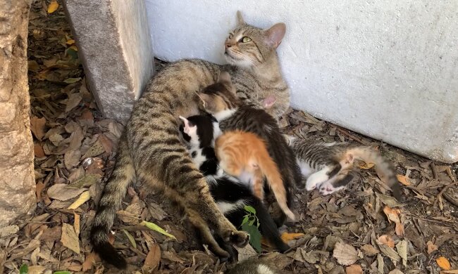 Katze Mia nimmt zwei Kitten bei sich auf. Quelle: Youtube Screenshot