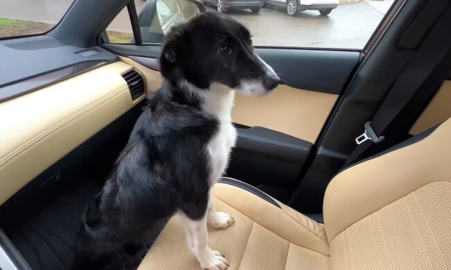 Belky. Quelle: Youtube Screenshot