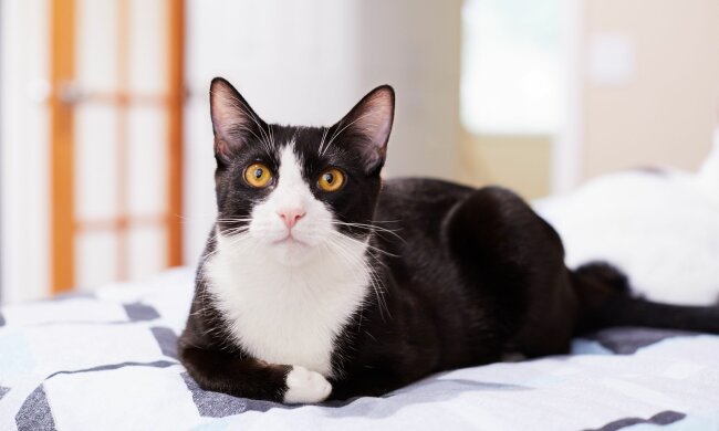 Ehepaar fand neue Freunde durch Briefe, die der Kater zustellte
