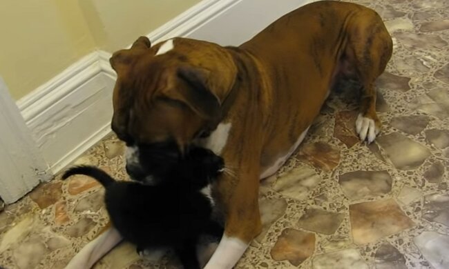 Fürsorgliches und treues Haustier. Quelle: Screenshot YouTube