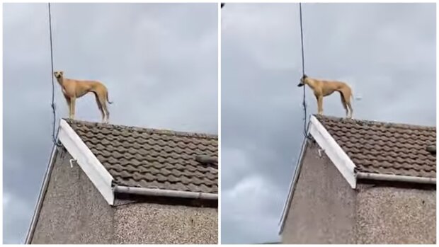 Hund auf dem Dach. Quelle: Screenshot