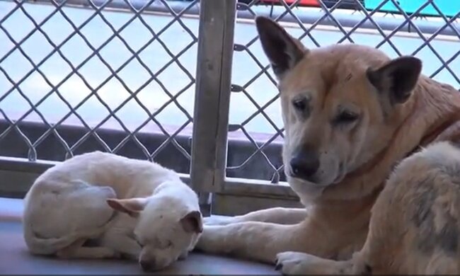 Bella und Snowball. Quelle: Youtube Screenshot