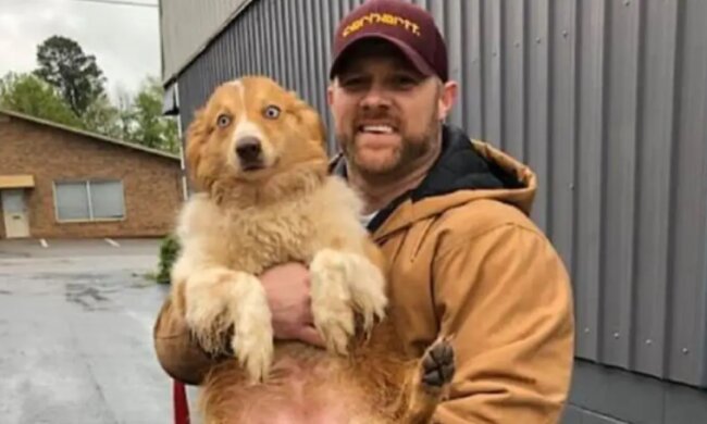 Wie eine Hündin, die ihre Familie vor einem Tornado rettete, 54 Tage später nach Hause zurückkehrte