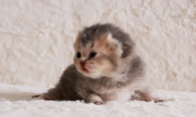 Eine Frau kümmerte sich um ein streunendes Kätzchen, bis ihr Enkel erzählte, wen sie tatsächlich angenommen hatte