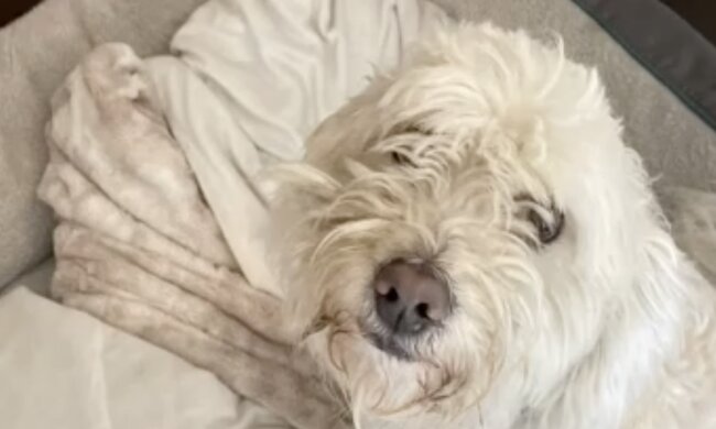 Hund. Quelle: Screenshot YouTube